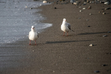 Seagull walks on the sea shore at evening time.