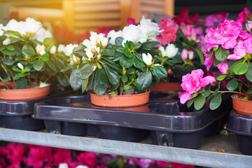 Azalea flowers sale. Large azalea varieties in the flower shop on the shelf. Spring potting and gardening background.