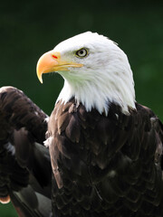 Captive Bald Eagle