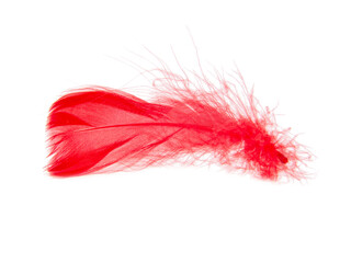 Delicate elegant red feather isolated on the white background