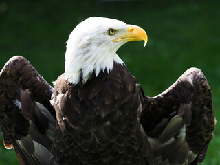 Captive Bald Eagle