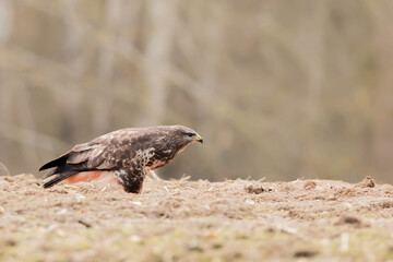 Myszolow zwyczajny Buteo buteo
