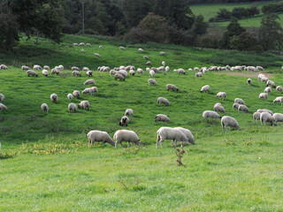 Obraz premium Flock of Sheep