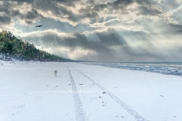 Golden Retriever on a Frozen Baltic Sea on a Cold Winter Day on the Latvian Coast