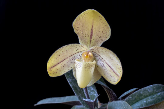 Yellow lady slipper orchid paphiopedilum concolor striatum species on black background