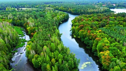 Autumn forest and curvy river. Aerial view of wildlife, Poland.