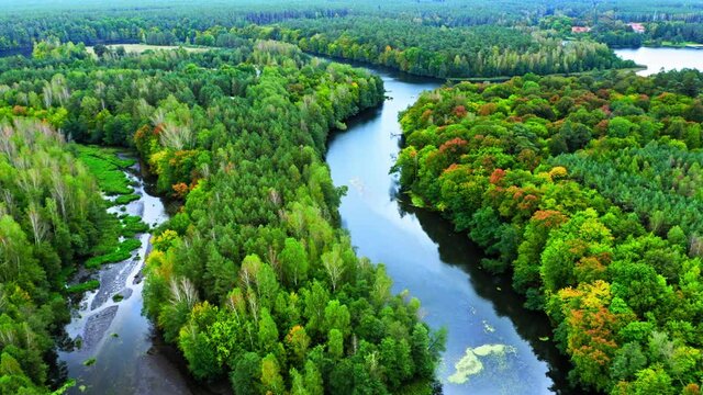 Autumn forest and curvy river. Aerial view of wildlife, Poland.