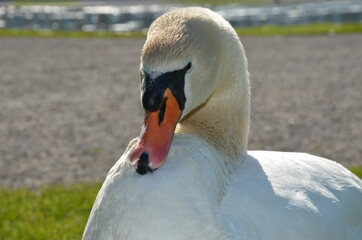 Schwan, Königsschwan