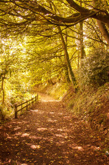 Path in autumn forest