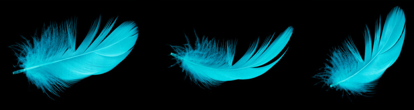 Blue Duck Feather On Black Isolated Background