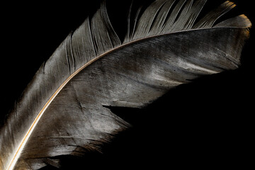 black bird feather on black isolated background