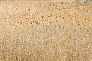 Landscape, in front of the forest sown with reeds, Petrovaradin, Novi Sad, Serbia. 