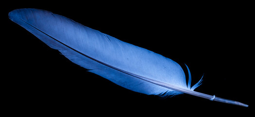 blue dove feather on black isolated background