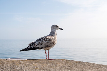 Young seagull standing on a harbour wall