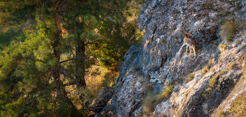 Young spanish ibex on top of the rocks