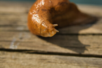 Slug in close-up on wooden surface.