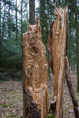 Massive Waldschäden durch Borkenkäfer