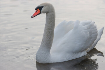 An adult swan bird floating on the water.