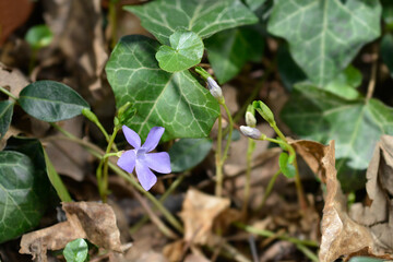 Lesser Periwinkle