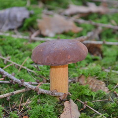Maronen, Pilze, essbare Pilze