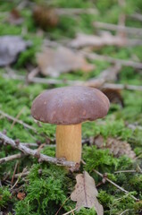 Maronen, Pilze, essbare Pilze