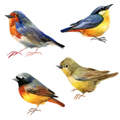 Watercolor garden birds illustration. Bird set