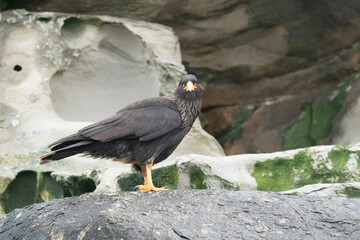 The Striated caracara (Phalcoboenus australis)