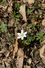 Wood anemone