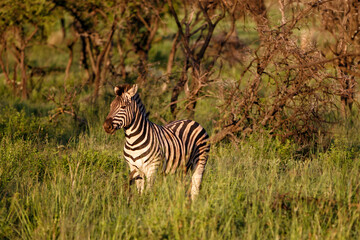 Zebra walking around in Nambiti Game Reserve near Ladysmith in South Africa