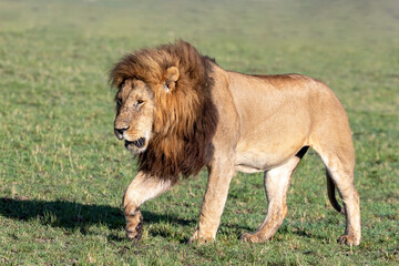 Adult male lion in the Masai Mara, side view