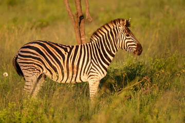 Obraz na płótnie Canvas Zebra walking around in Nambiti Game Reserve near Ladysmith in South Africa