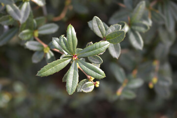 Wintergreen barberry