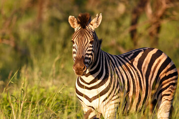 Fototapeta na wymiar Zebra walking around in Nambiti Game Reserve near Ladysmith in South Africa
