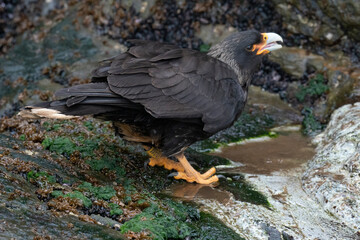 The Striated caracara (Phalcoboenus australis)