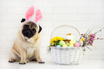 Happy  easter  pog  dog with bunny ears  on white background  with easter basket  ,colorful egg and flower .   Easter  card  concept .