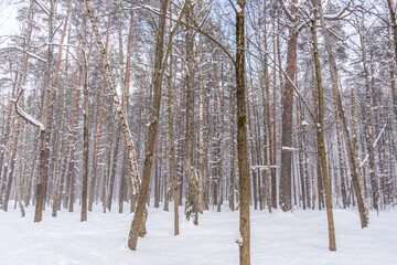 Snowy Pine Forest with Long Shadows in Latvia