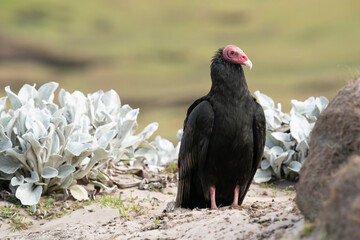 The Turkey vulture (Cathartes aura)