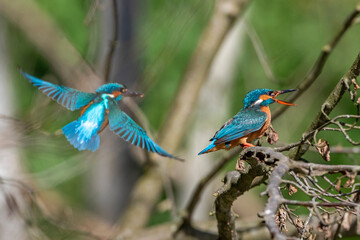 Eisvogel (Alcedo atthis) nach der Paarung