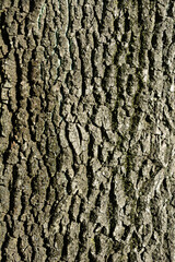 English oak