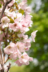 Spring blooming sakura flowers on green background