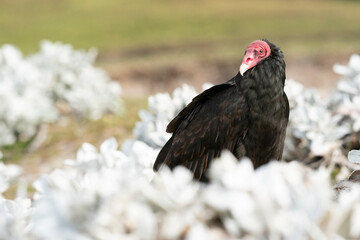 The Turkey vulture (Cathartes aura)