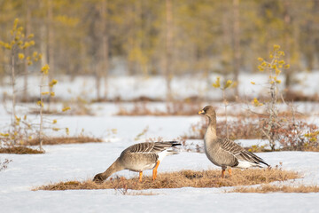 A pair of bean geese (Anser Fabalis) looking for something to eat during the migration © Juha Saastamoinen