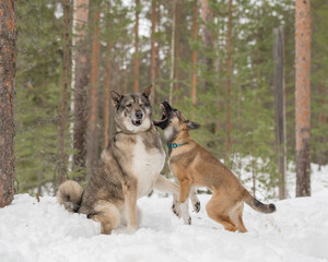 East siberian laika puppy and west siberian laika are playing in snowy forest