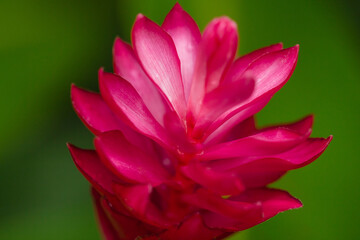 Raindrops on red ginger (Alpinia purpurata) flower, Vietnam