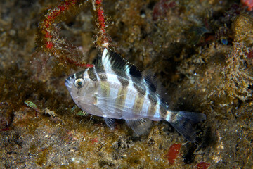 着底直後のユウダチタカノハの幼魚