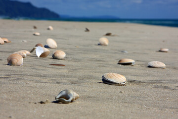 Fototapeta na wymiar Mussels on idyllic sandy beach in New Zealand