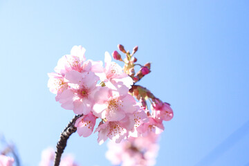 サクラ 満開 桜 さくら ピンク 淡い 花見 美しい 満開 入学 卒業 