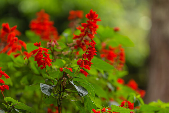 Scarlet sage (salvia splendens) flowers in the park, Vietnam