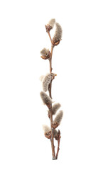 Fototapeta na wymiar pussy willow branch on white background