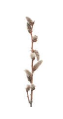 pussy willow branch on white background